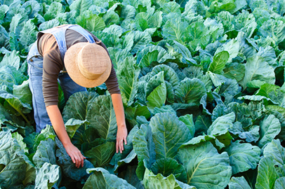 http://www.dreamstime.com/royalty-free-stock-photography-farmer-woman-cabbage-field-image16727927