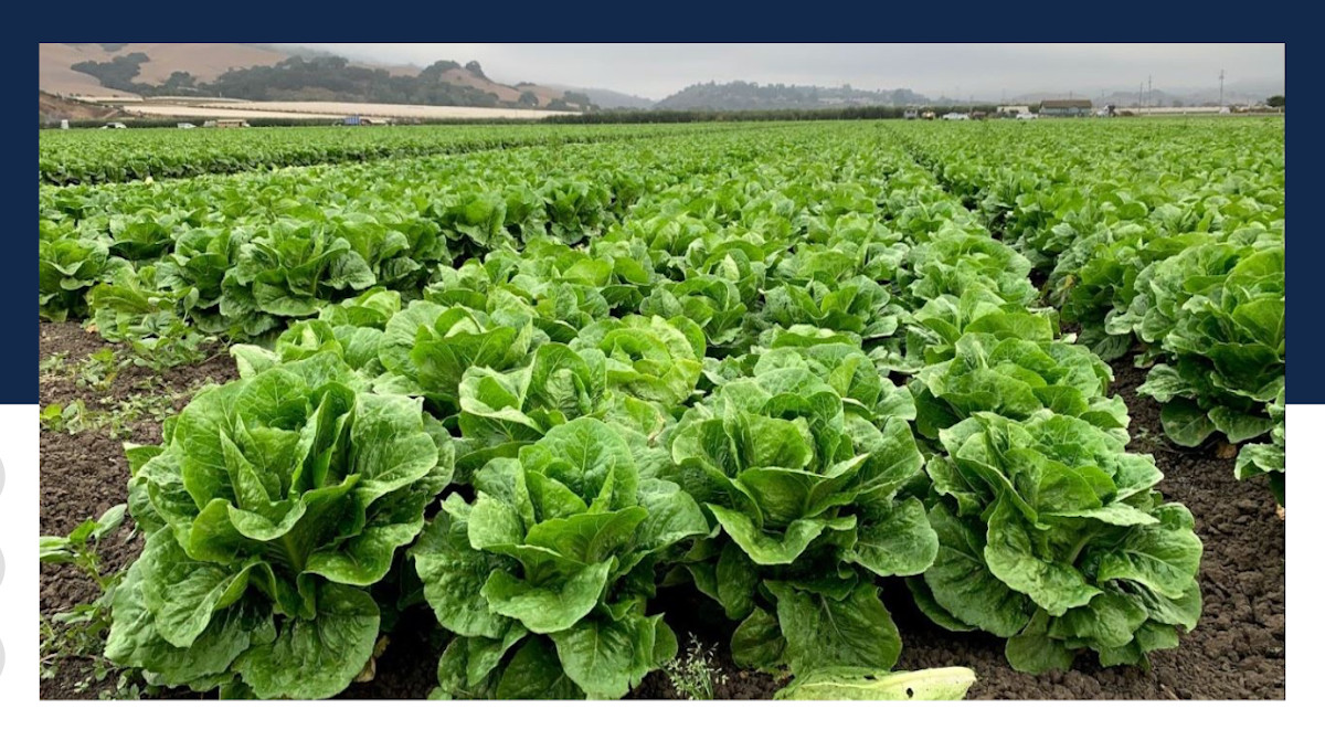 Researchers to find hyperlink between timing of harvests and E. coli in romaine lettuce