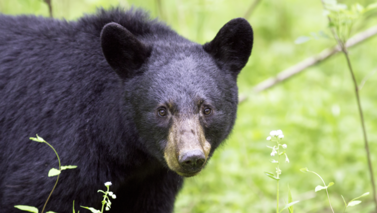 Undercooked bear meat linked to 2023 Trichinellosis outbreak in North Carolina